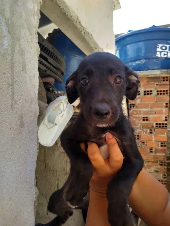 Cachorro ra a SRD idade 2 a 6 meses nome Pretinho
