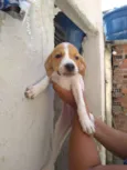 Pretinho