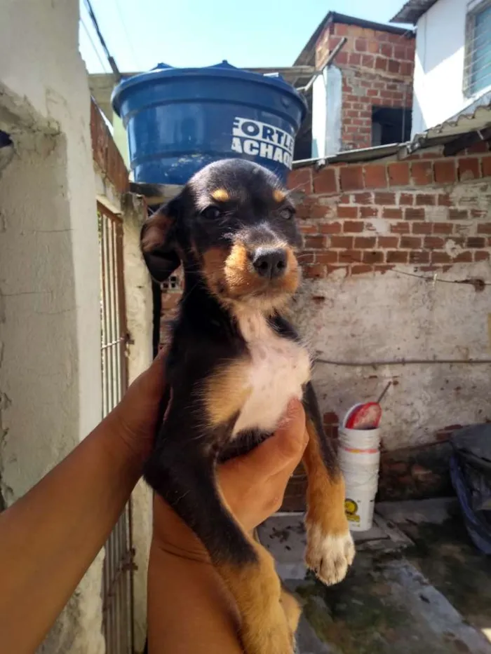 Cachorro ra a SRD idade 2 a 6 meses nome Pretinho