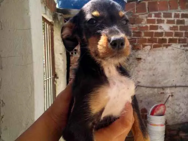 Cachorro ra a SRD idade 2 a 6 meses nome Pretinho
