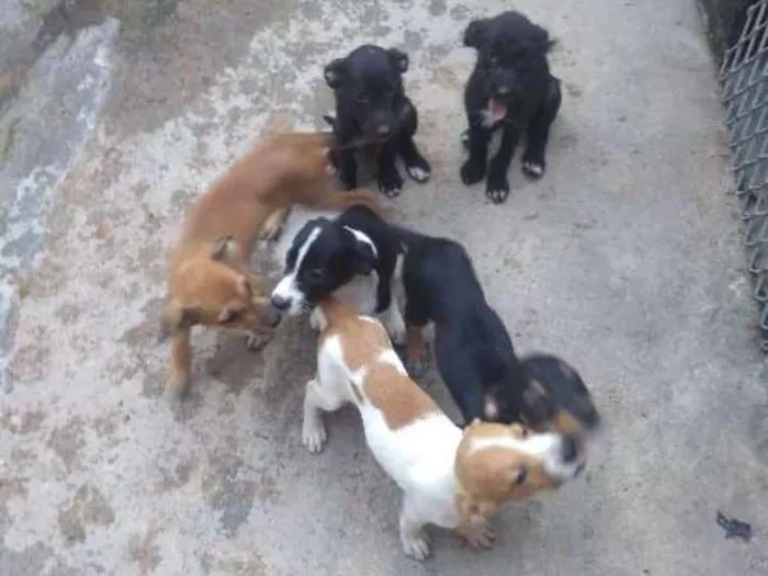Cachorro ra a SRD idade 2 a 6 meses nome Pretinho