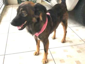Cachorro raça SRD idade 1 ano nome Batata