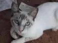 Yuki