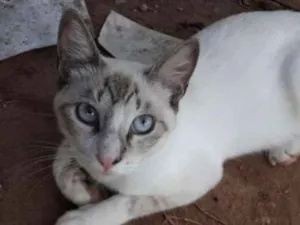 Gato raça SRD idade 1 ano nome Yuki