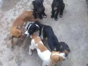Cachorro raça SRD idade 2 a 6 meses nome Pretinho
