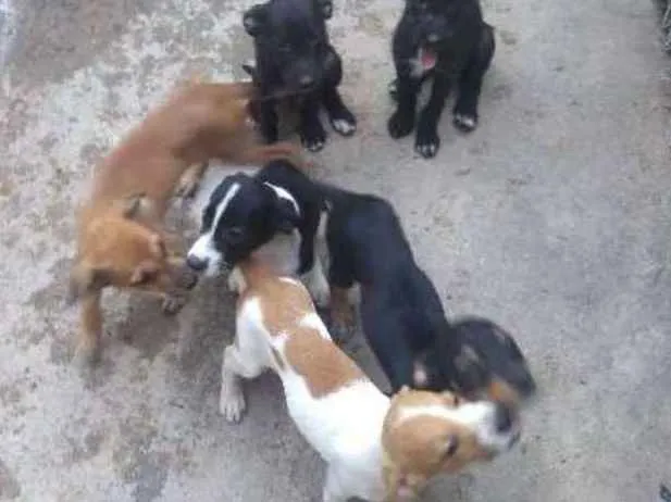Cachorro ra a SRD idade 2 a 6 meses nome Pretinho
