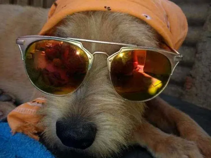 Cachorro ra a srd idade 1 ano nome Lucky