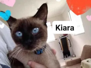 Gato raça Não tem  idade Abaixo de 2 meses nome Não sei 