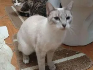 Gato raça  idade 4 anos nome Branquelinha