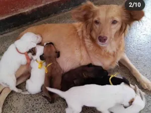 Cachorro raça SRD idade Abaixo de 2 meses nome Sem nomes