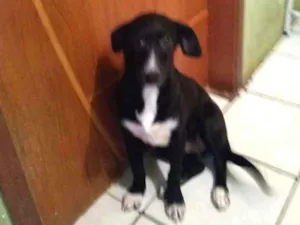 Cachorro raça Sem raça definida idade 7 a 11 meses nome Nina