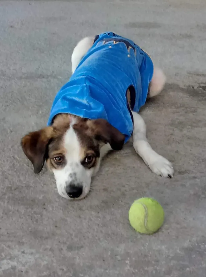 Cachorro raça Indefinida idade 2 anos nome Rex