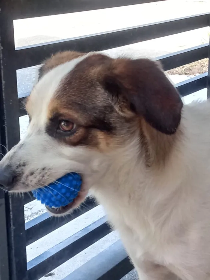 Cachorro raça Indefinida idade 2 anos nome Rex