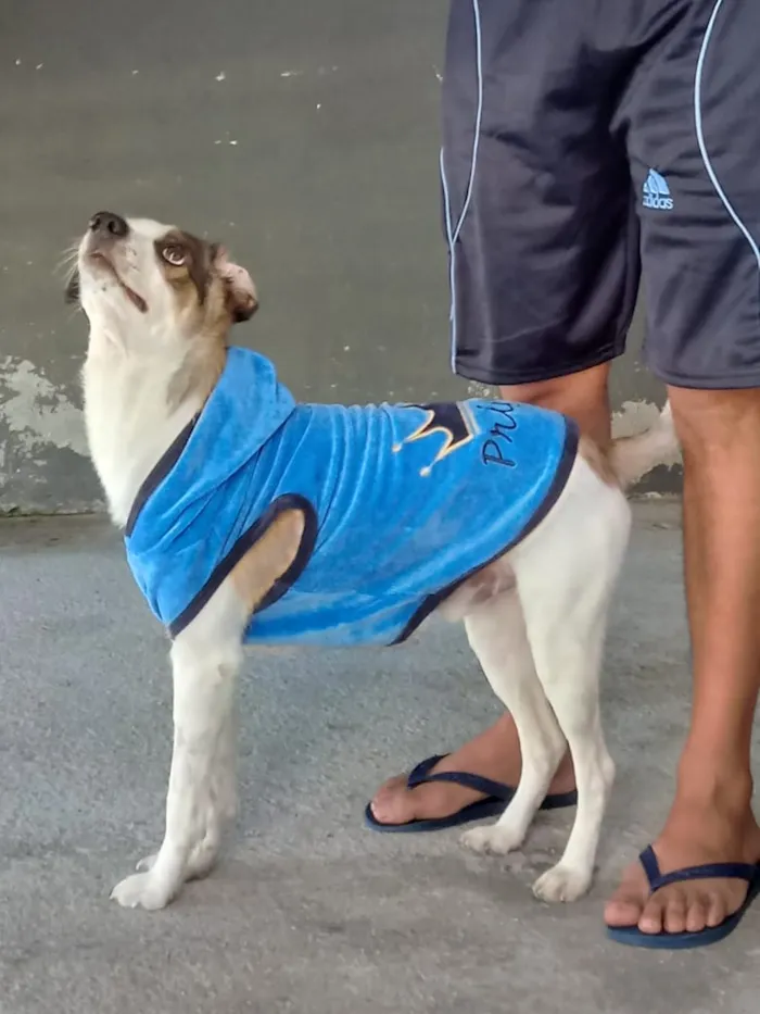 Cachorro raça Indefinida idade 2 anos nome Rex