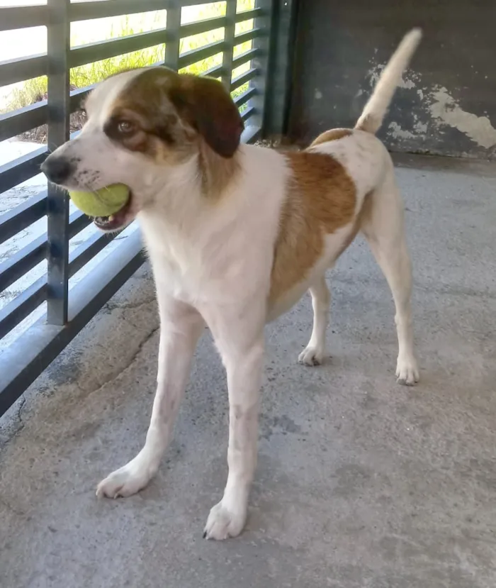 Cachorro raça Indefinida idade 2 anos nome Rex