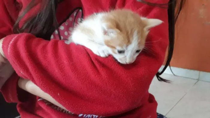 Gato ra a Sem Raça definida  idade Abaixo de 2 meses nome Sem nome 