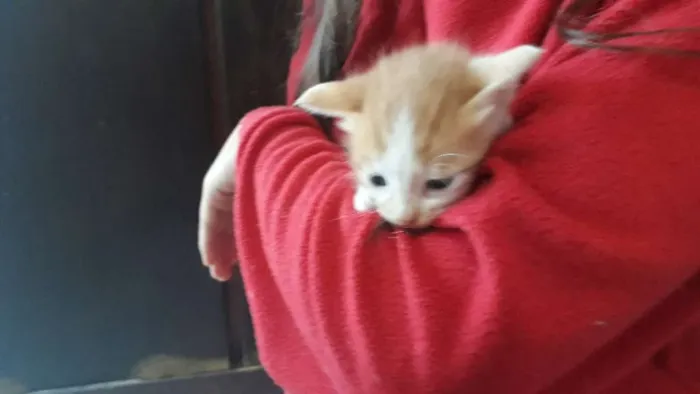 Gato ra a Sem Raça definida  idade Abaixo de 2 meses nome Sem nome 