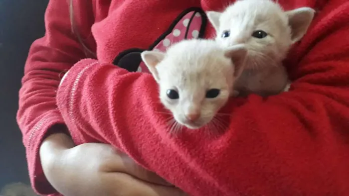 Gato ra a Sem Raça definida  idade Abaixo de 2 meses nome Sem nome 
