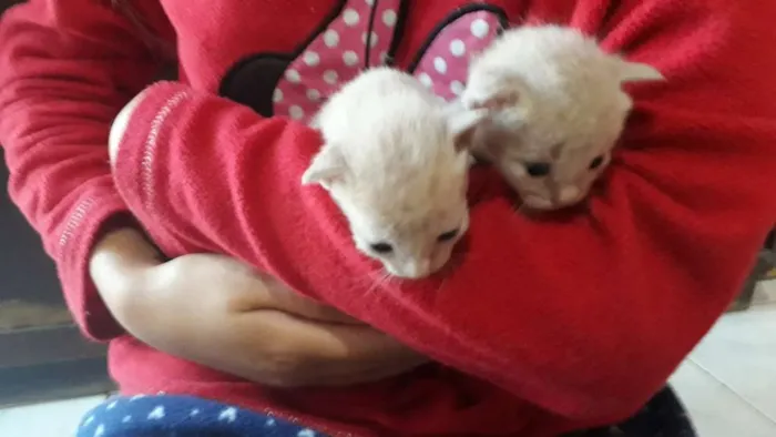 Gato ra a Sem Raça definida  idade Abaixo de 2 meses nome Sem nome 