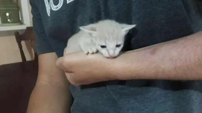 Gato ra a Sem Raça definida  idade Abaixo de 2 meses nome Sem nome 