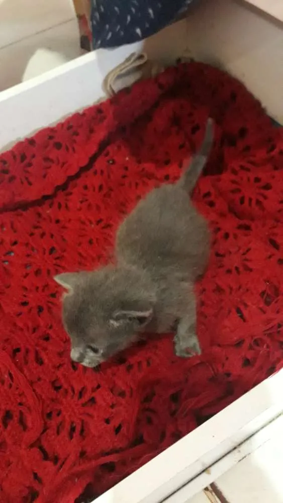 Gato ra a Sem Raça definida  idade Abaixo de 2 meses nome Sem nome 