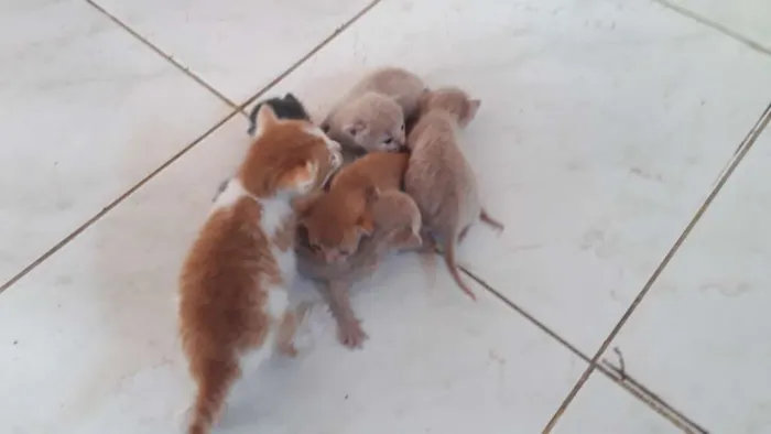 Gato ra a Sem Raça definida  idade Abaixo de 2 meses nome Sem nome 