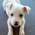 Mestiço de Pit