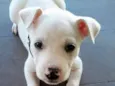 Mestiço de Pit