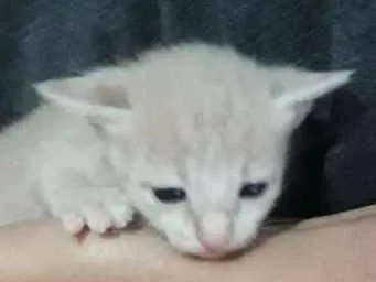 Gato ra a Sem Raça definida  idade Abaixo de 2 meses nome Sem nome 