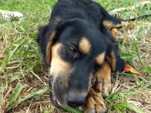 Cachorro raça SRD idade 7 a 11 meses nome Aninha, Sofia e Oliv