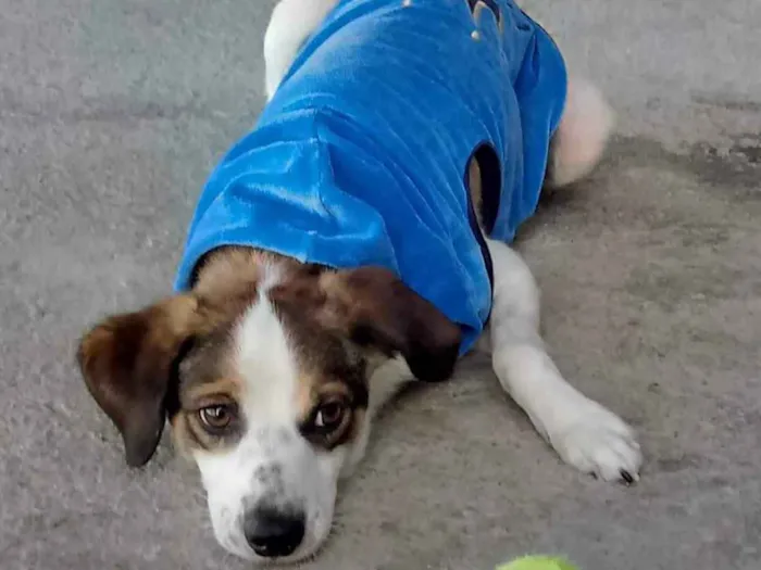 Cachorro raça Indefinida idade 2 anos nome Rex