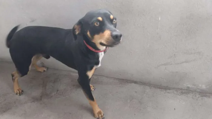 Cachorro ra a ?  idade Abaixo de 2 meses nome Tuntum 