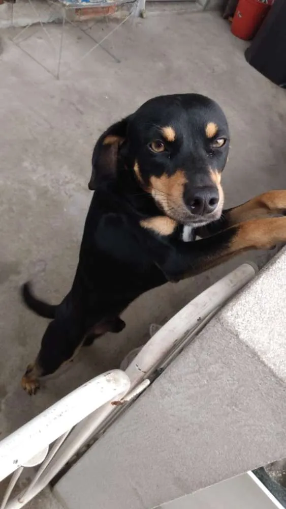 Cachorro ra a ?  idade Abaixo de 2 meses nome Tuntum 