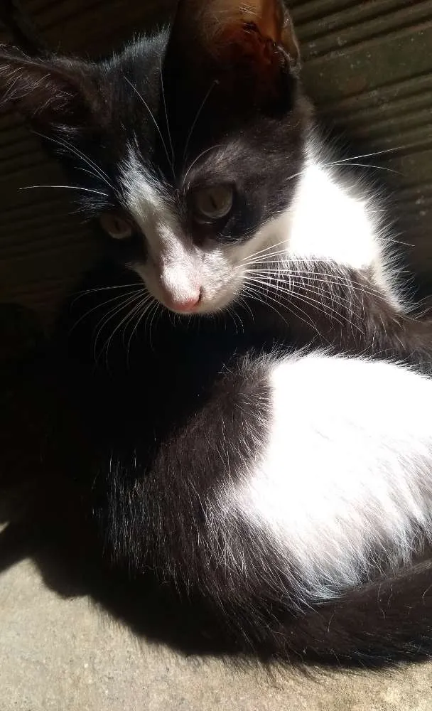 Gato raça vira-lata  idade 2 anos nome kiara 