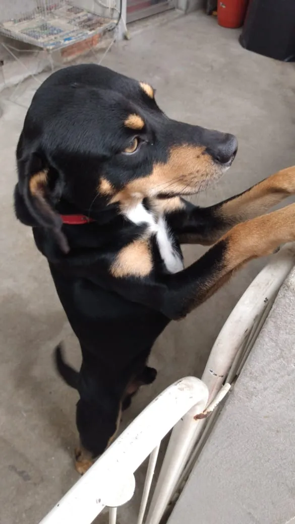Cachorro ra a ?  idade Abaixo de 2 meses nome Tuntum 