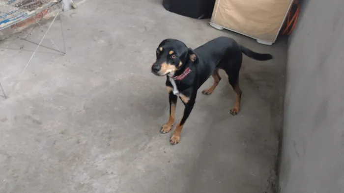 Cachorro ra a ?  idade Abaixo de 2 meses nome Tuntum 