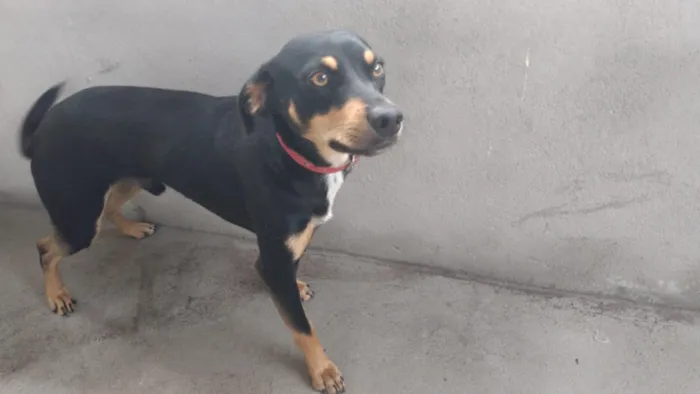 Cachorro ra a ?  idade Abaixo de 2 meses nome Tuntum 