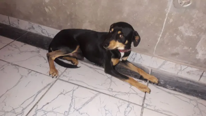 Cachorro ra a ?  idade Abaixo de 2 meses nome Tuntum 