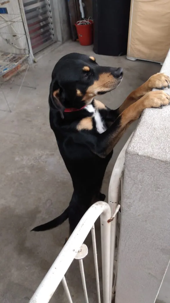 Cachorro ra a ?  idade Abaixo de 2 meses nome Tuntum 