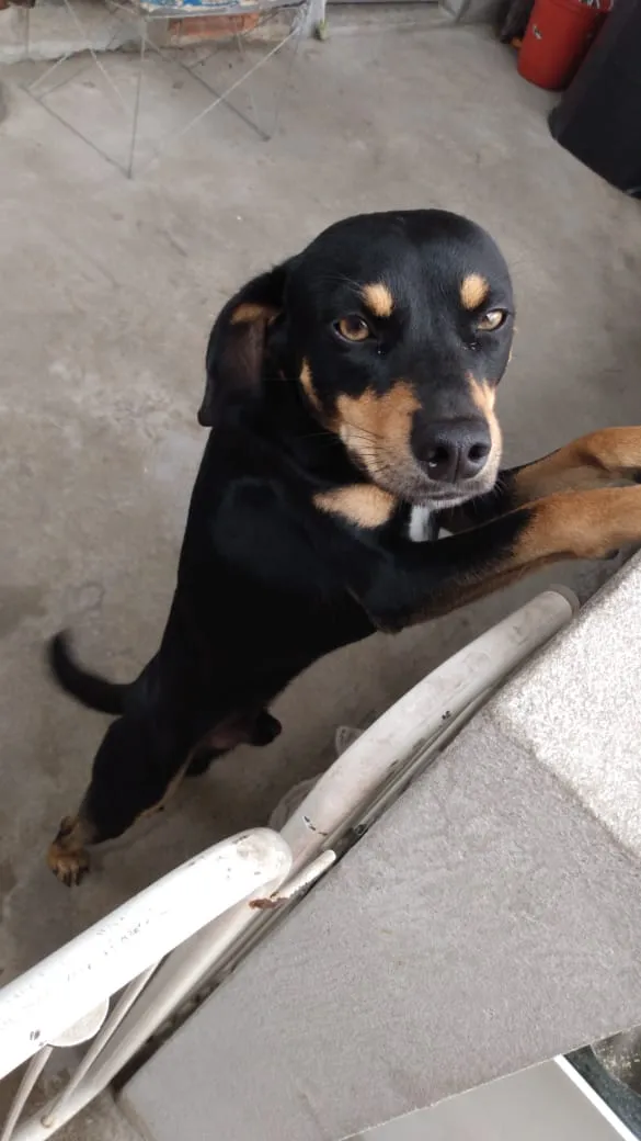 Cachorro ra a ?  idade Abaixo de 2 meses nome Tuntum 