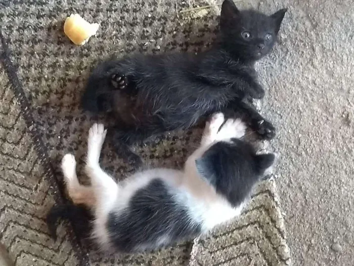 Gato raça vira-lata  idade 2 a 6 meses nome filhotes