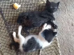 Gato raça vira-lata  idade 2 a 6 meses nome filhotes