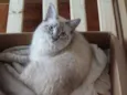 Amy