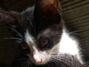 Gato raça vira-lata  idade 2 anos nome kiara 