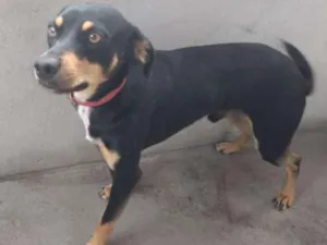 Cachorro raça ?  idade Abaixo de 2 meses nome Tuntum 