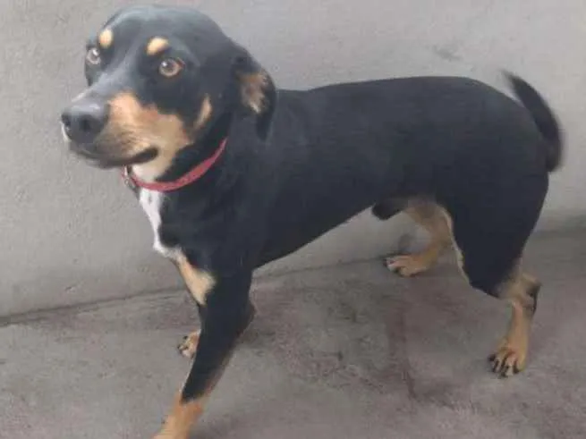Cachorro ra a ?  idade Abaixo de 2 meses nome Tuntum 