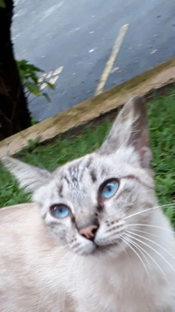 Gato ra a Siamesa misturada idade 1 ano nome Zara