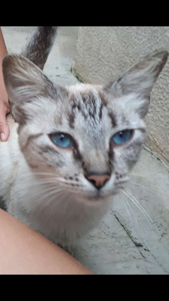 Gato ra a Siamesa misturada idade 1 ano nome Zara