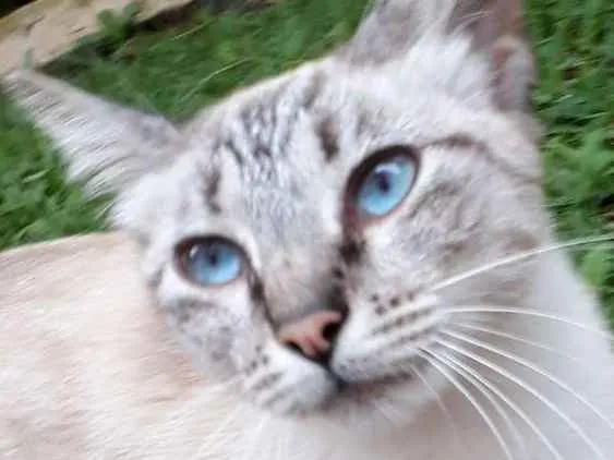 Gato ra a Siamesa misturada idade 1 ano nome Zara