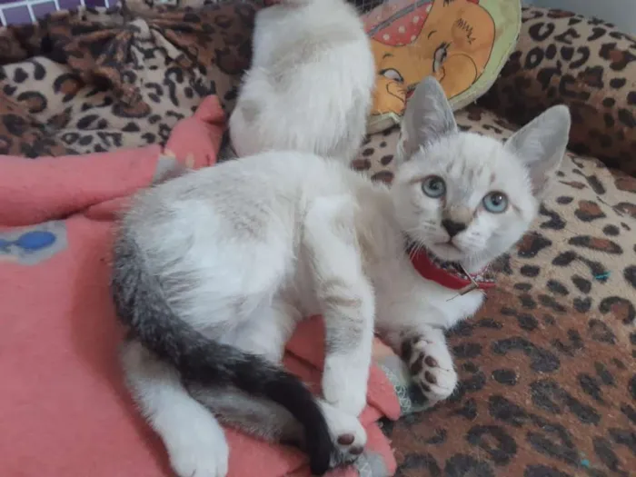 Gato ra a SRD idade 2 a 6 meses nome Tamborim